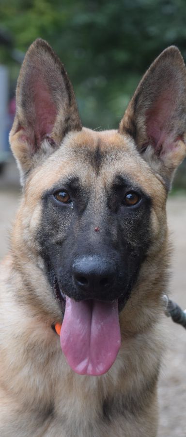 sammy – Mischling, Männchen, 2 Jahre, Ungarn – Foto 1