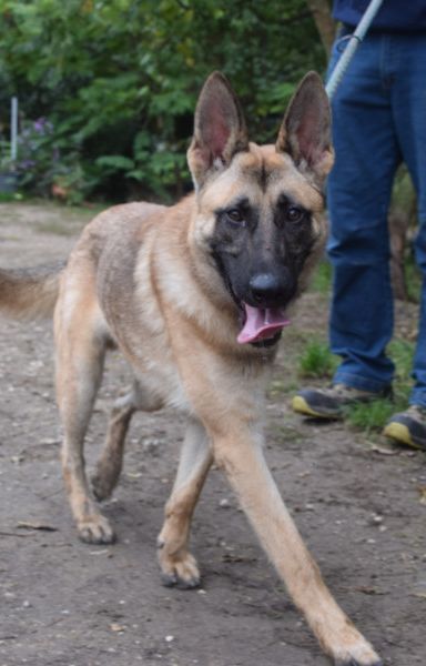 sammy – Mischling, Männchen, 2 Jahre, Ungarn – Foto 2