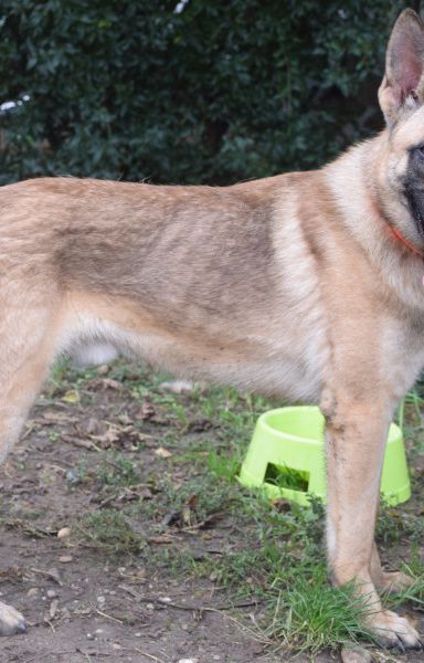 sammy – Mischling, Männchen, 2 Jahre, Ungarn – Foto 3