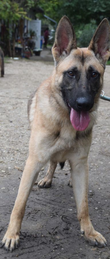 sammy – Mischling, Männchen, 2 Jahre, Ungarn – Foto 4