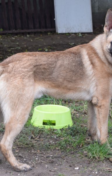 sammy – Mischling, Männchen, 2 Jahre, Ungarn – Foto 5