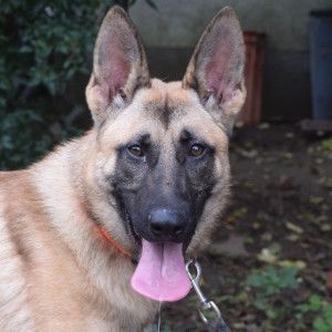 sammy – Mischling, Männchen, 2 Jahre, Ungarn – Foto 6