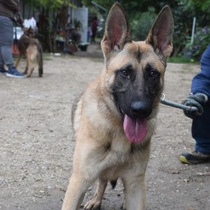 sammy – Mischling, Männchen, 2 Jahre, Ungarn – Foto 7
