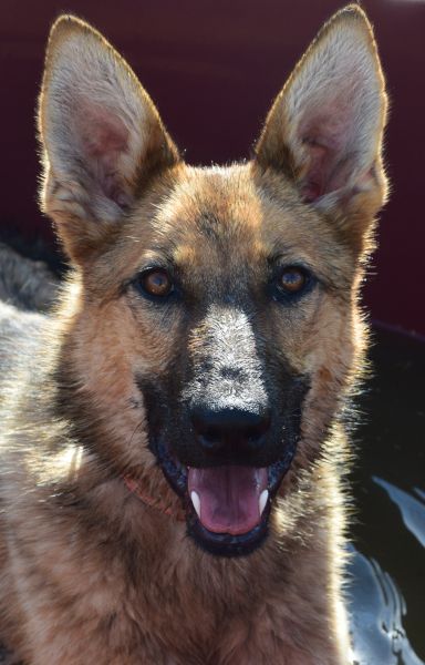 mandy – Mischling, Unbekannt, 3 Jahre, Ungarn – Foto 1
