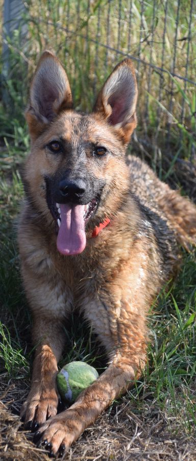 mandy – Mischling, Unbekannt, 3 Jahre, Ungarn – Foto 2