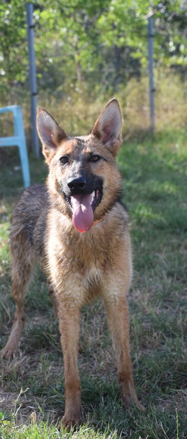 mandy – Mischling, Unbekannt, 3 Jahre, Ungarn – Foto 3