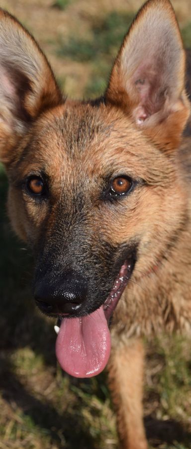 mandy – Mischling, Unbekannt, 3 Jahre, Ungarn – Foto 4
