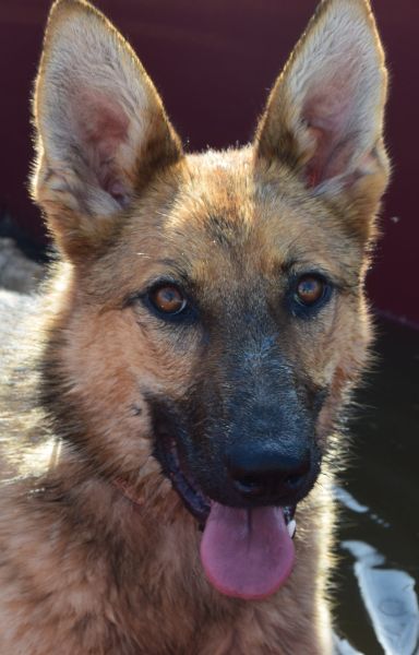 mandy – Mischling, Unbekannt, 3 Jahre, Ungarn – Foto 5