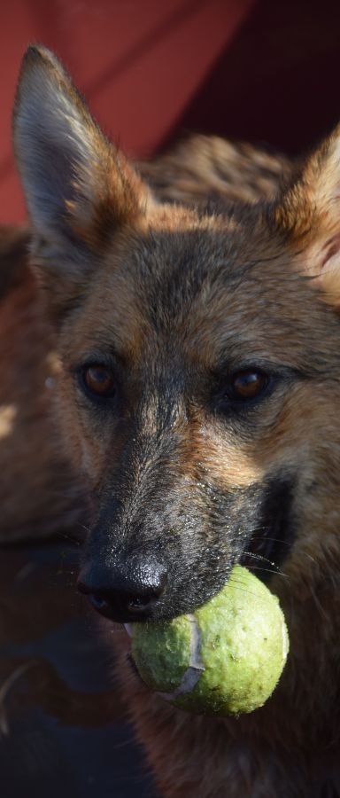 mandy – Mischling, Unbekannt, 3 Jahre, Ungarn – Foto 6