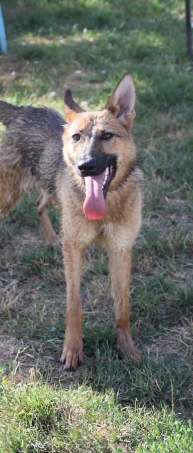 mandy – Mischling, Unbekannt, 3 Jahre, Ungarn – Foto 7