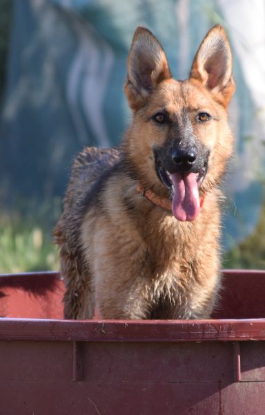 mandy – Mischling, Unbekannt, 3 Jahre, Ungarn – Foto 8