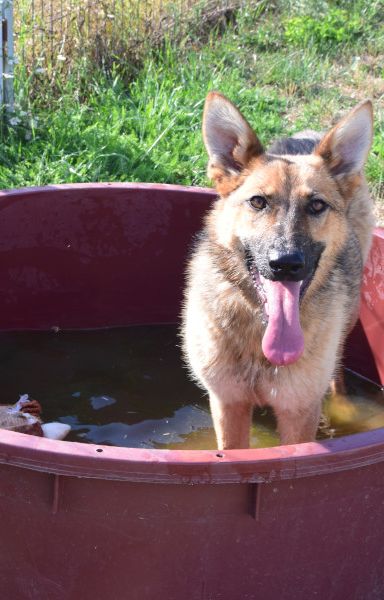 mandy – Mischling, Unbekannt, 3 Jahre, Ungarn – Foto 9