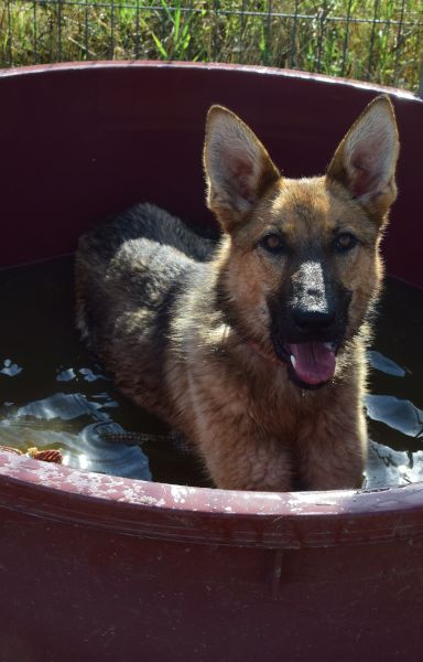 mandy – Mischling, Unbekannt, 3 Jahre, Ungarn – Foto 10