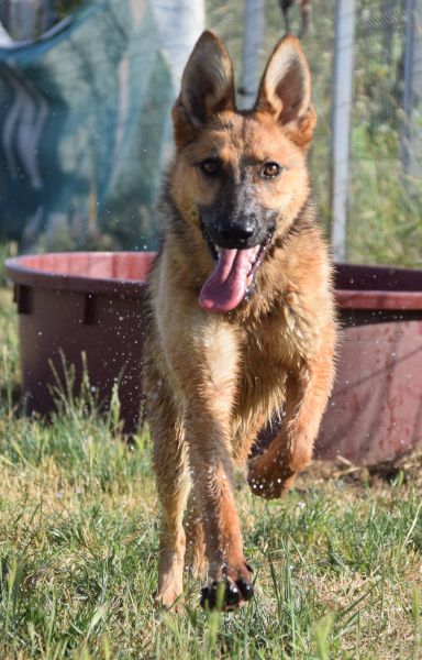 mandy – Mischling, Unbekannt, 3 Jahre, Ungarn – Foto 11