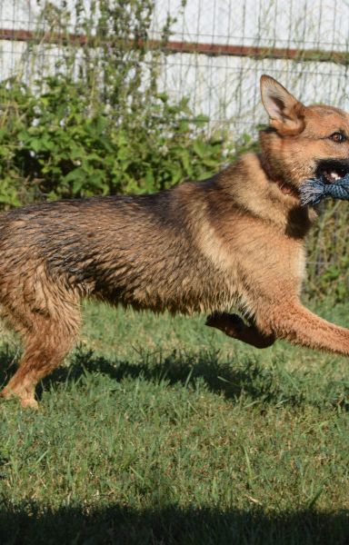 mandy – Mischling, Unbekannt, 3 Jahre, Ungarn – Foto 13