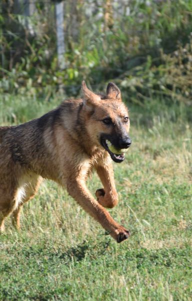 mandy – Mischling, Unbekannt, 3 Jahre, Ungarn – Foto 14