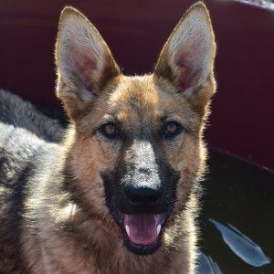 mandy – Mischling, Unbekannt, 3 Jahre, Ungarn – Foto 17
