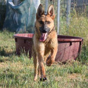 mandy – Mischling, Unbekannt, 3 Jahre, Ungarn – Foto 18