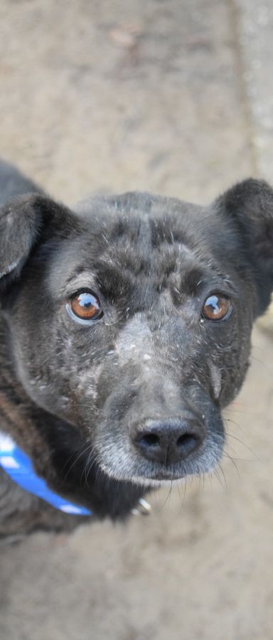 kotangens – Mischling, Weibchen, 11 Jahre, Ungarn – Foto 1