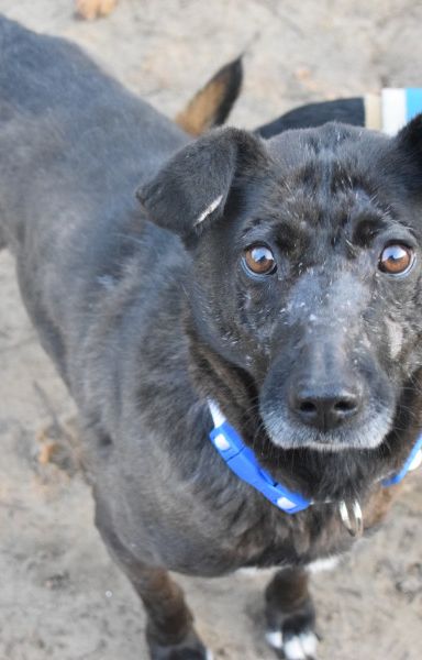 kotangens – Mischling, Weibchen, 11 Jahre, Ungarn – Foto 2
