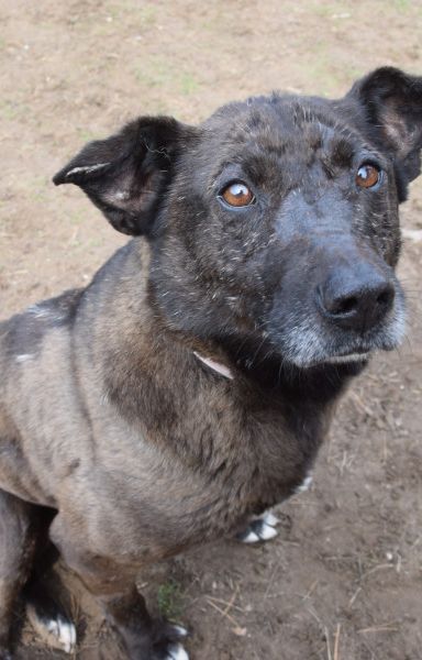 kotangens – Mischling, Weibchen, 11 Jahre, Ungarn – Foto 3