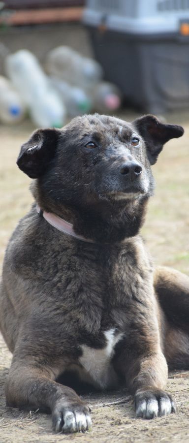kotangens – Mischling, Weibchen, 11 Jahre, Ungarn – Foto 4