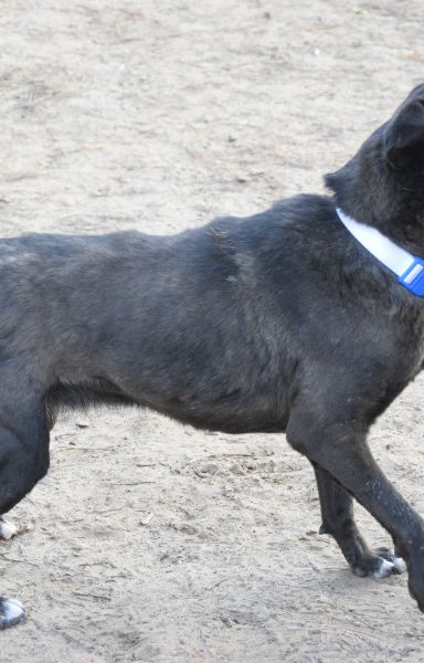 kotangens – Mischling, Weibchen, 11 Jahre, Ungarn – Foto 5