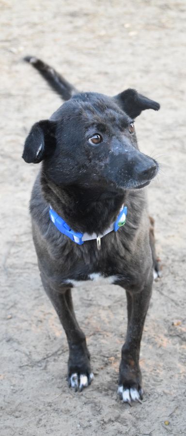 kotangens – Mischling, Weibchen, 11 Jahre, Ungarn – Foto 6