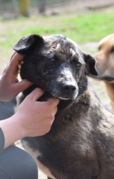 kotangens – Mischling, Weibchen, 11 Jahre, Ungarn – Foto 8
