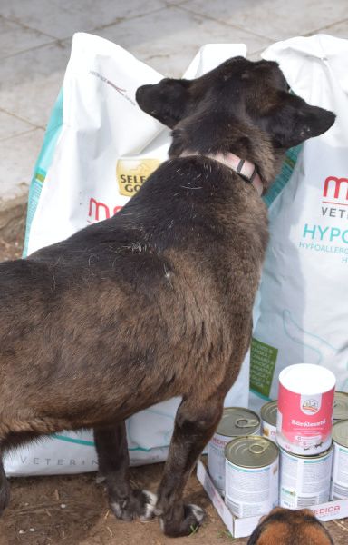 kotangens – Mischling, Weibchen, 11 Jahre, Ungarn – Foto 10