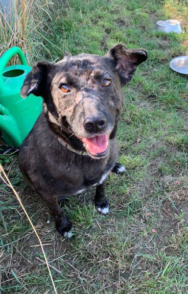 kotangens – Mischling, Weibchen, 11 Jahre, Ungarn – Foto 11