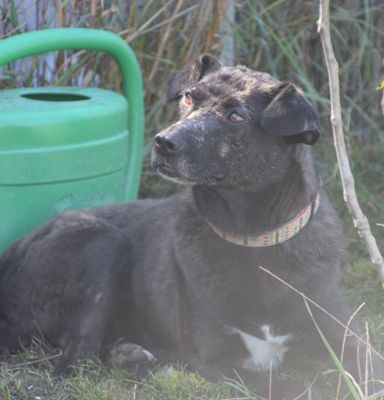 kotangens – Mischling, Weibchen, 11 Jahre, Ungarn – Foto 12