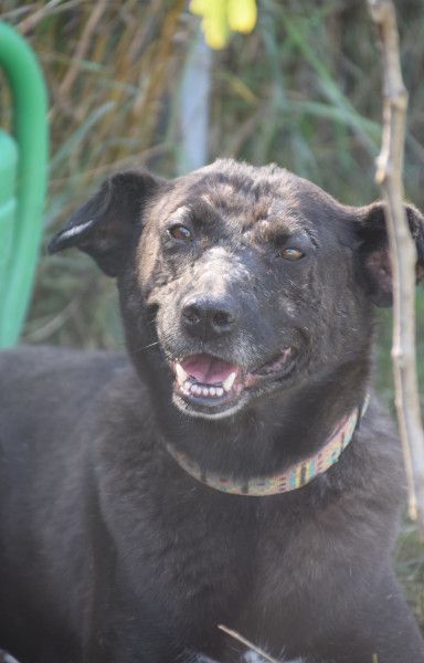 kotangens – Mischling, Weibchen, 11 Jahre, Ungarn – Foto 13