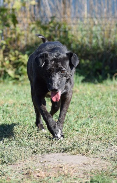 kotangens – Mischling, Weibchen, 11 Jahre, Ungarn – Foto 14
