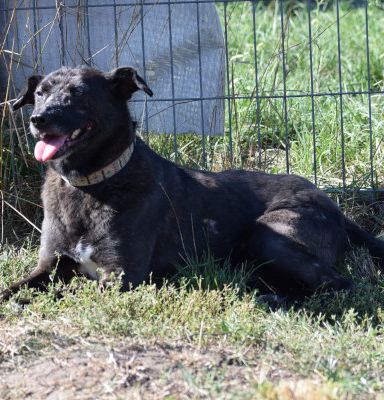 kotangens – Mischling, Weibchen, 11 Jahre, Ungarn – Foto 15