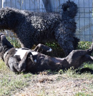 kotangens – Mischling, Weibchen, 11 Jahre, Ungarn – Foto 16