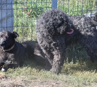 kotangens – Mischling, Weibchen, 11 Jahre, Ungarn – Foto 17