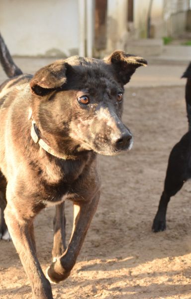 kotangens – Mischling, Weibchen, 11 Jahre, Ungarn – Foto 18