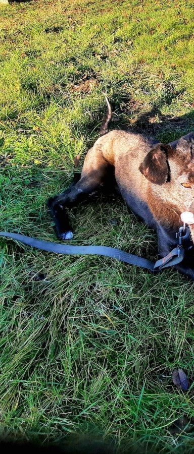 kotangens – Mischling, Weibchen, 11 Jahre, Ungarn – Foto 19