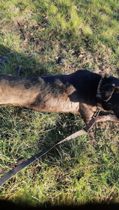 kotangens – Mischling, Weibchen, 11 Jahre, Ungarn – Foto 20