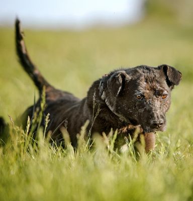 kotangens – Mischling, Weibchen, 11 Jahre, Ungarn – Foto 22