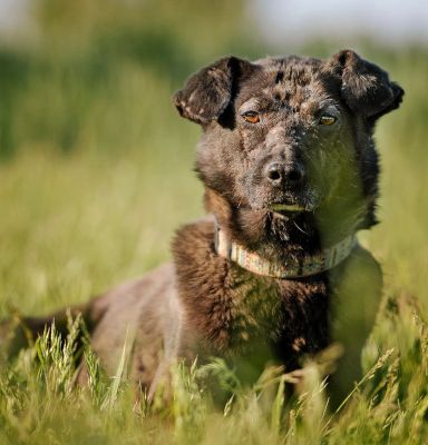 kotangens – Mischling, Weibchen, 11 Jahre, Ungarn – Foto 23