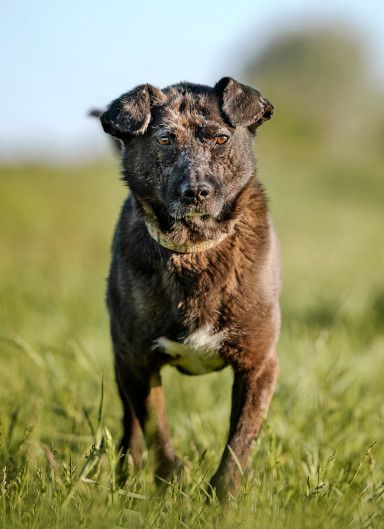 kotangens – Mischling, Weibchen, 11 Jahre, Ungarn – Foto 24