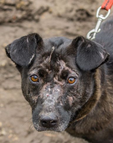 kotangens – Mischling, Weibchen, 11 Jahre, Ungarn – Foto 25