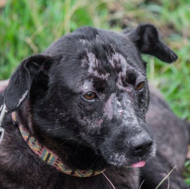 kotangens – Mischling, Weibchen, 11 Jahre, Ungarn – Foto 26