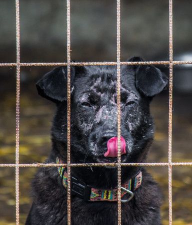 kotangens – Mischling, Weibchen, 11 Jahre, Ungarn – Foto 27