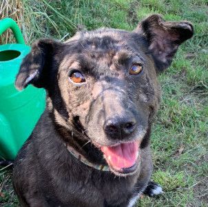 kotangens – Mischling, Weibchen, 11 Jahre, Ungarn – Foto 29