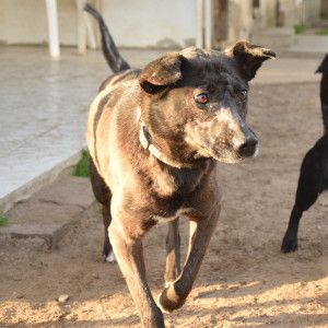 kotangens – Mischling, Weibchen, 11 Jahre, Ungarn – Foto 30