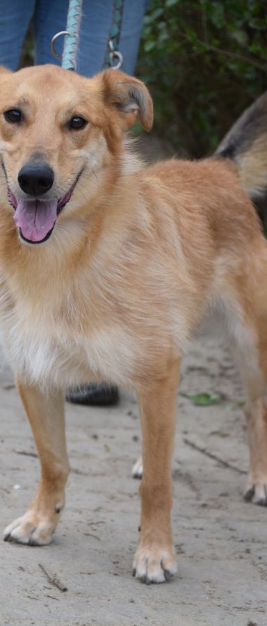 plum – Mischling, Männchen, 5 Jahre, Ungarn – Foto 1