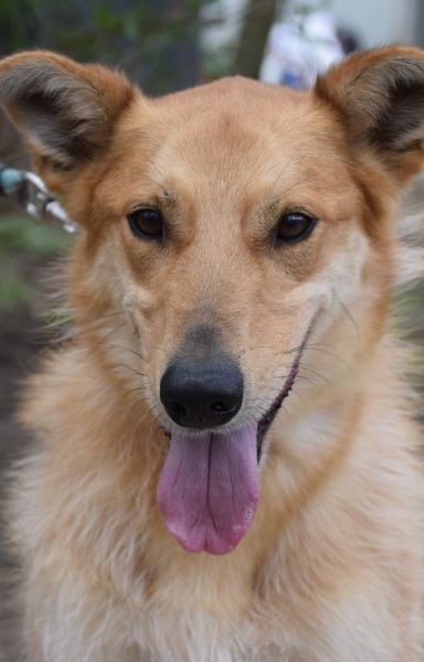 plum – Mischling, Männchen, 5 Jahre, Ungarn – Foto 2